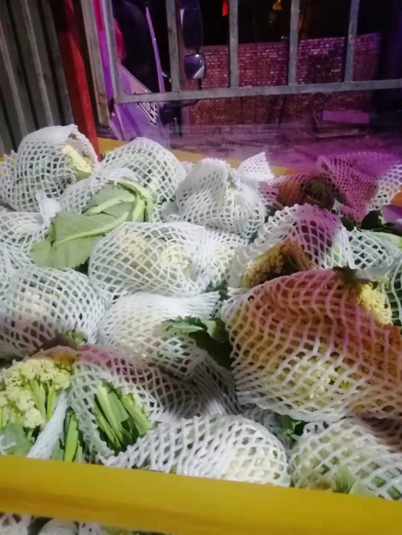 松禧65菜花种子松禧75菜花种子松禧85菜花种子