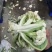 松禧65菜花种子松禧75菜花种子松禧85菜花种子