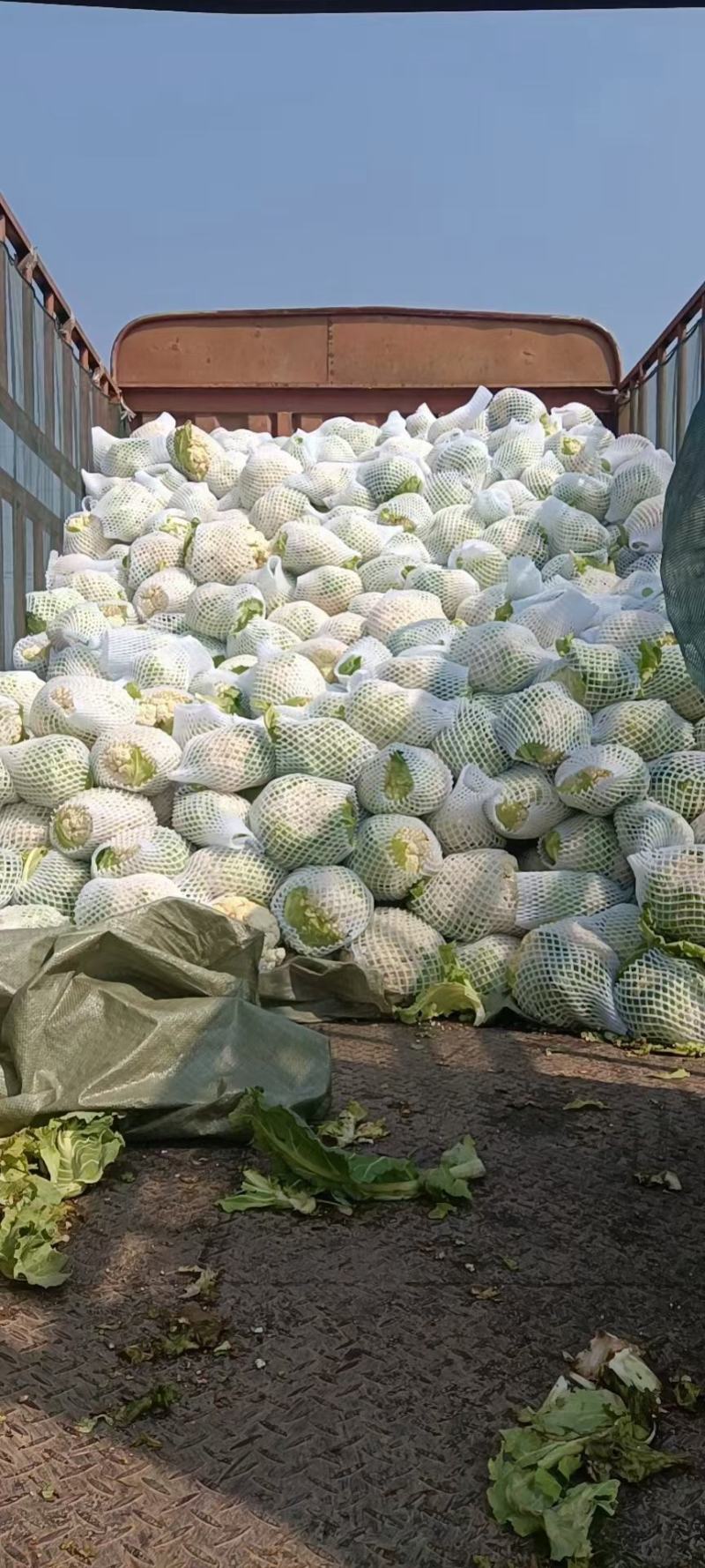 松松禧80菜花种子松禧75菜花种子松禧65菜花种子