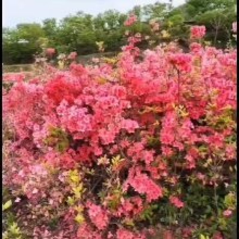 日照市三庄镇映山红育苗中心，常年供红，黄，紫色映山红。