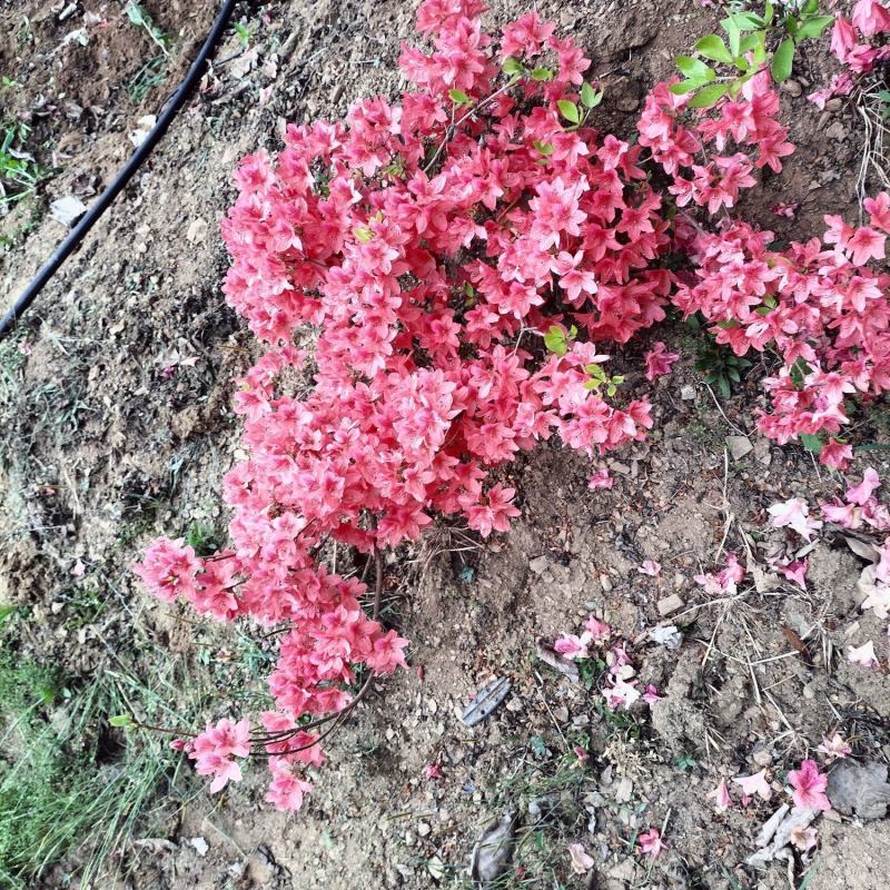 日照市三庄镇映山红育苗中心，常年供红，黄，紫色映山红。