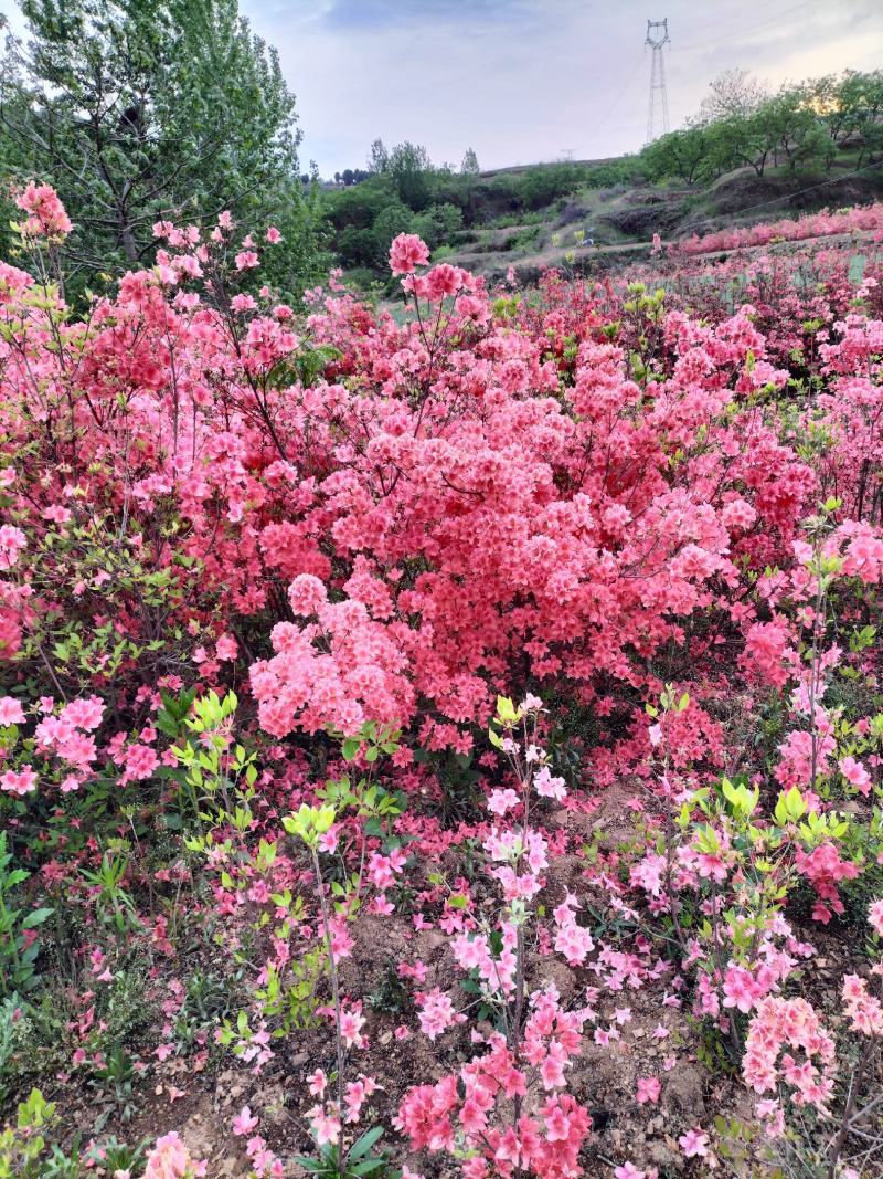 日照市三庄镇映山红育苗中心，常年供红，黄，紫色映山红。
