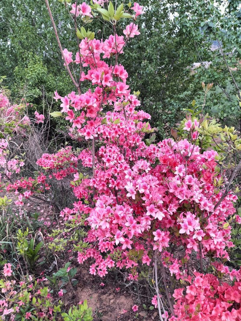 日照市三庄镇映山红育苗中心，常年供红，黄，紫色映山红。