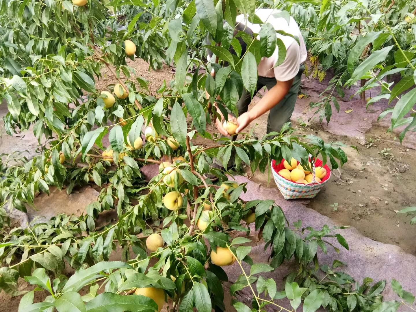 采摘新鲜黄果的农民