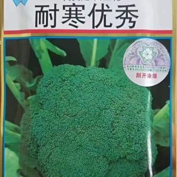 耐寒西兰花苗