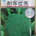 耐寒西兰花苗