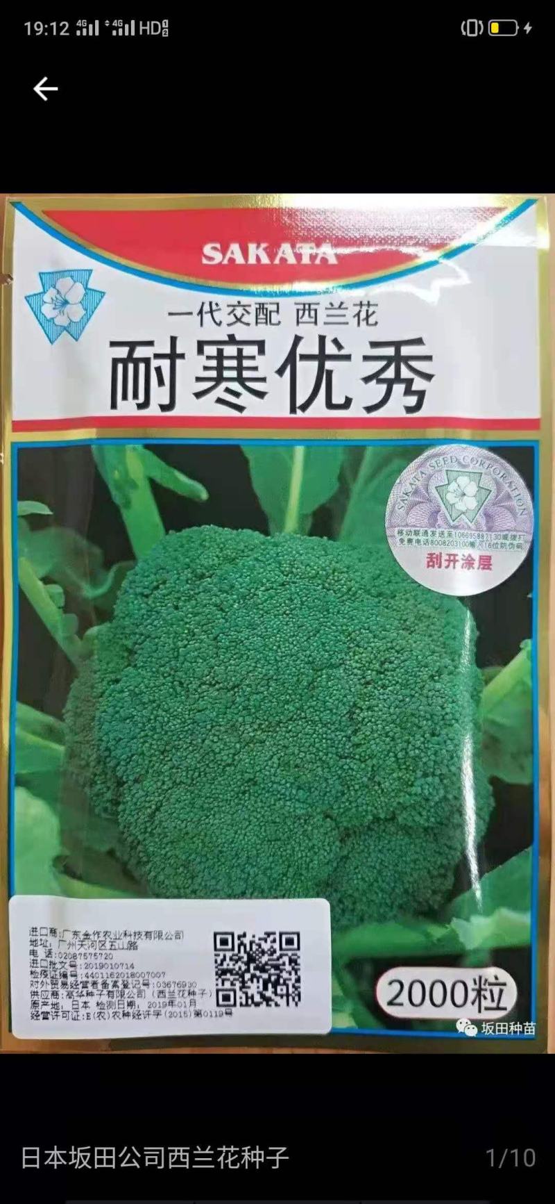 耐寒西兰花苗