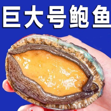 鲜活大鲍鱼新鲜冷冻个大鲜活海捕超大非鲍鱼干