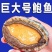 鲜活大鲍鱼新鲜冷冻个大鲜活海捕超大非鲍鱼干
