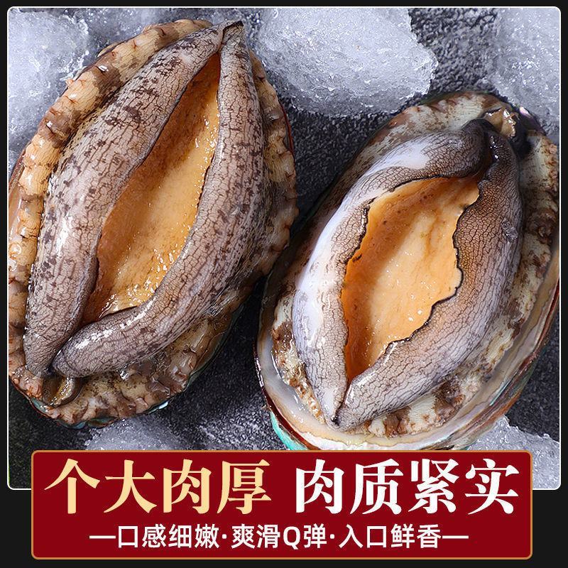 鲜活大鲍鱼新鲜冷冻个大鲜活海捕超大非鲍鱼干