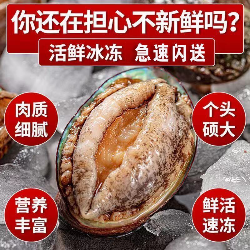 鲜活大鲍鱼新鲜冷冻个大鲜活海捕超大非鲍鱼干
