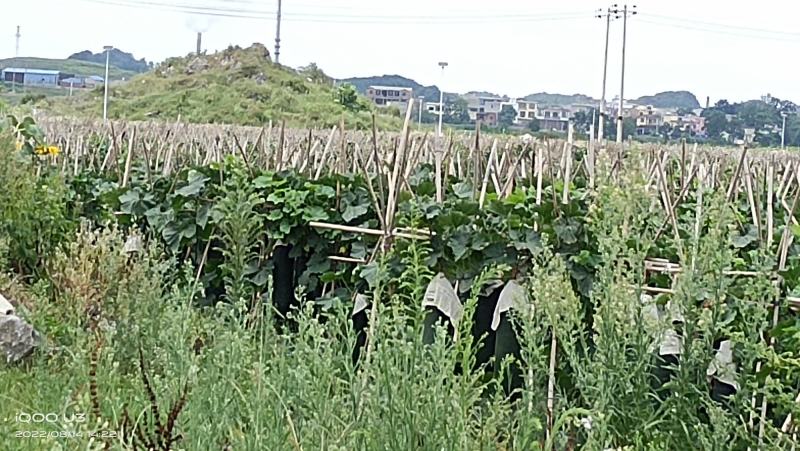 贵州安顺黑皮冬瓜大量上市中