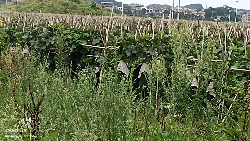贵州安顺黑皮冬瓜大量上市中