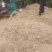 菊花秸秆粉