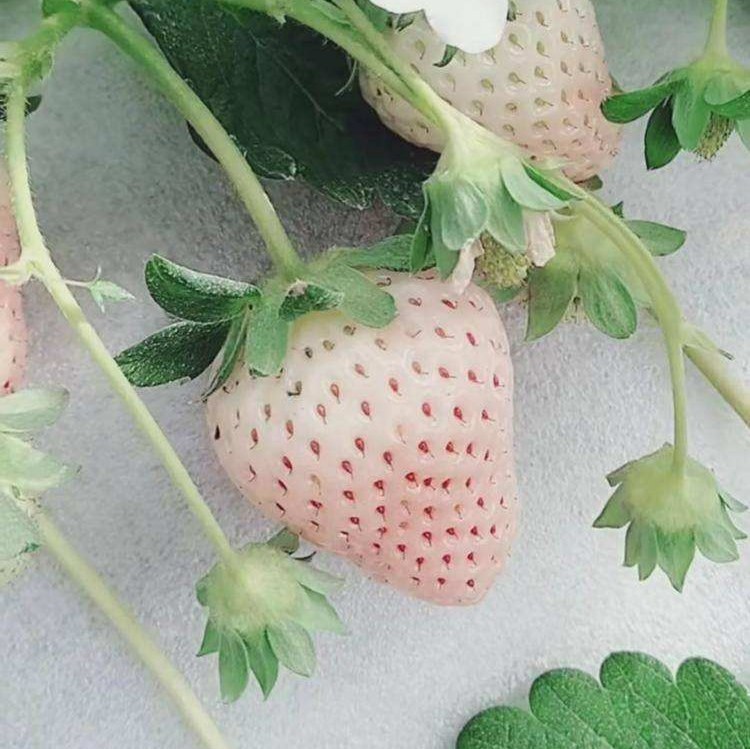 图片说明:两张横向排列的草莓横切面高清照片。左侧为‘隋珠’奶油草莓,果肉呈均匀的淡黄色,髓心小,结构致密;右侧为‘白雪公主’白草莓,果肉通体乳白,几乎无色差,髓心清晰可见。两者的种子均为浅色,切面平整,背景为黑色衬布,突出色彩对比 草莓果实切面对比图