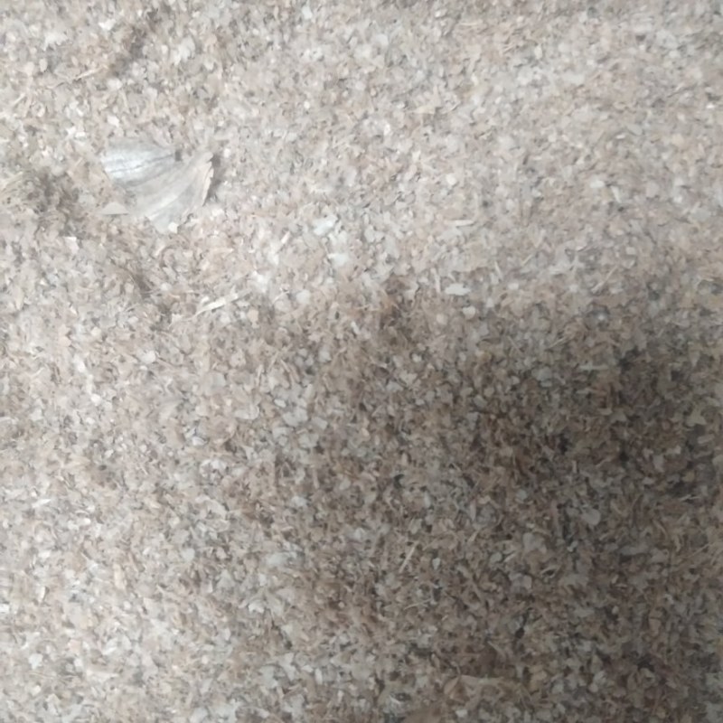 大蒜皮粉