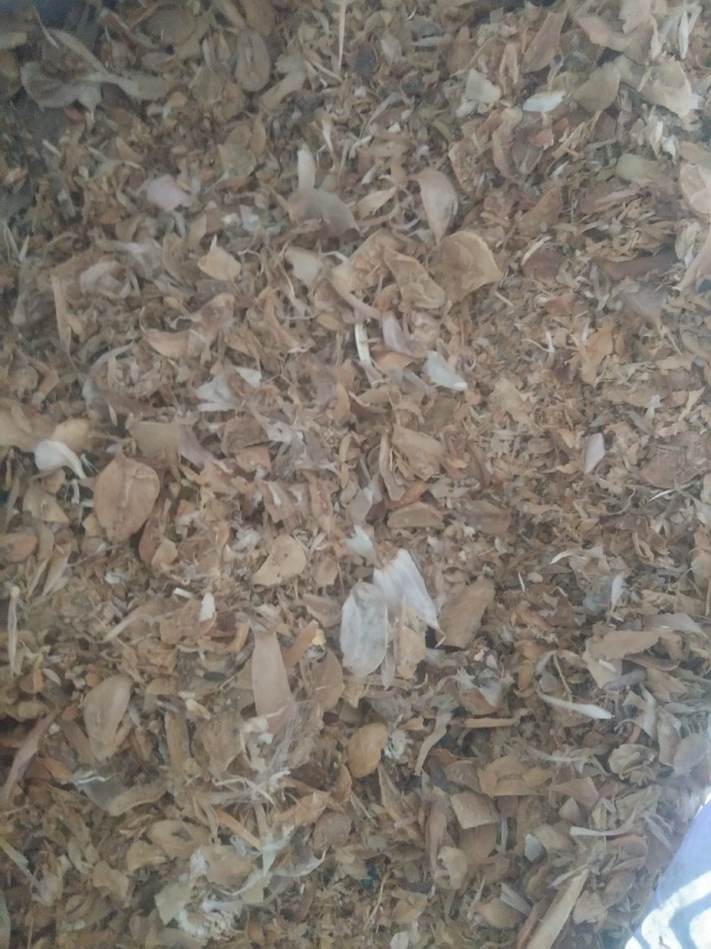 大蒜皮粉