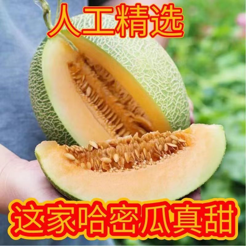 民勤蜜瓜，哈密瓜晓蜜25金色年华，一手货源
