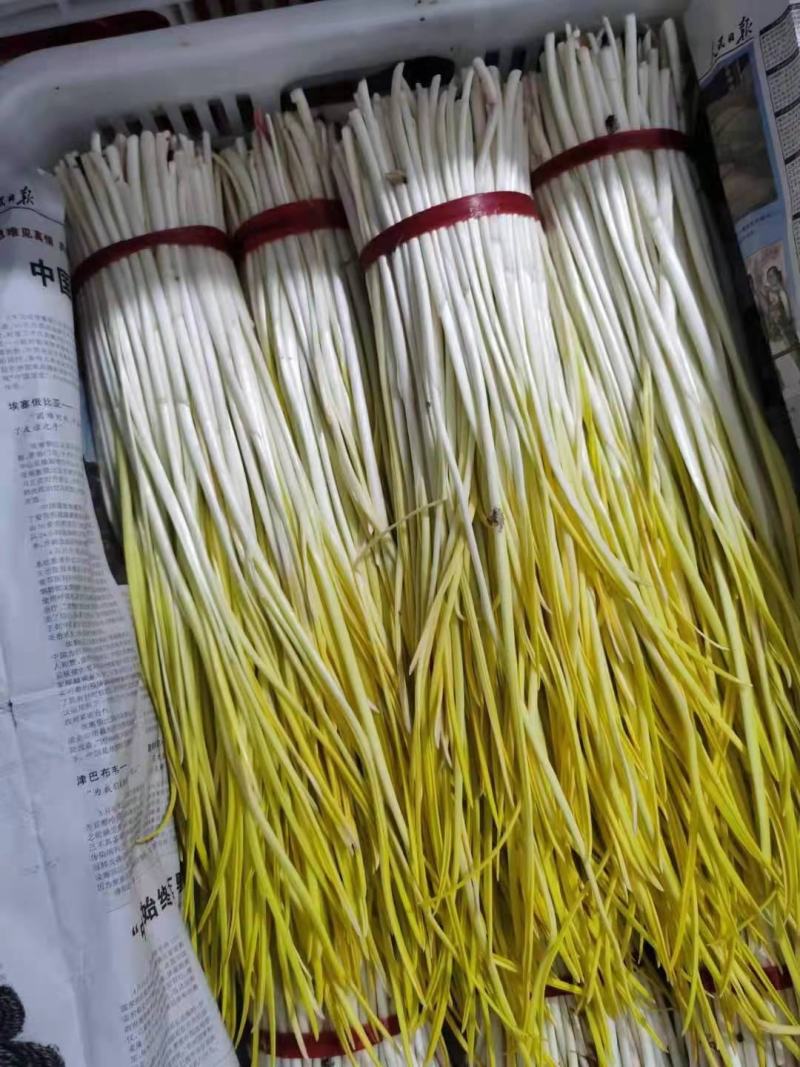 潍坊蒜黄大量上市，水黄半水黄一手货源品质保证欢迎咨询
