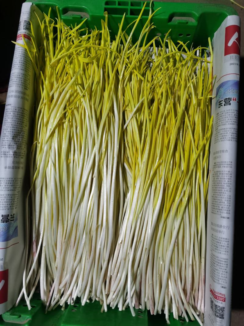 潍坊蒜黄大量上市，水黄半水黄一手货源品质保证欢迎咨询