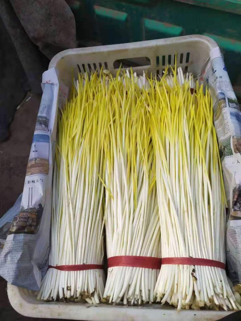 潍坊蒜黄大量上市，水黄半水黄一手货源品质保证欢迎咨询