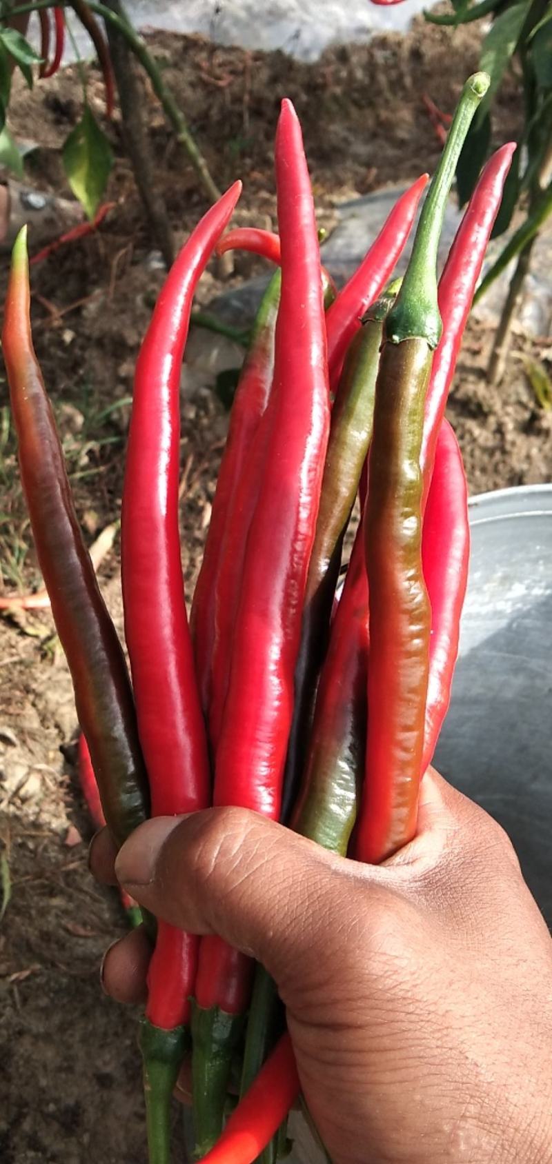 福泉红线椒
