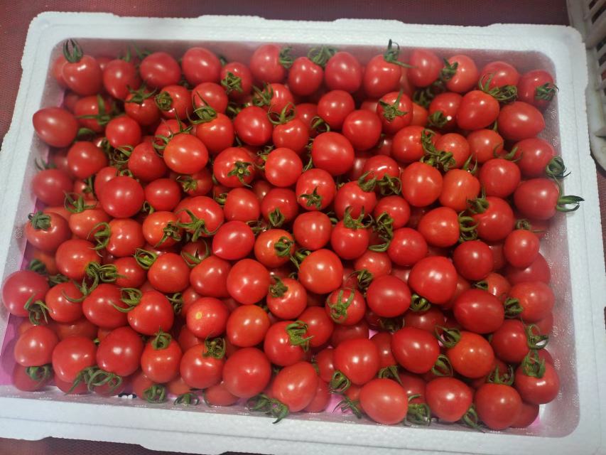 千禧茄与普通圣女果对比图