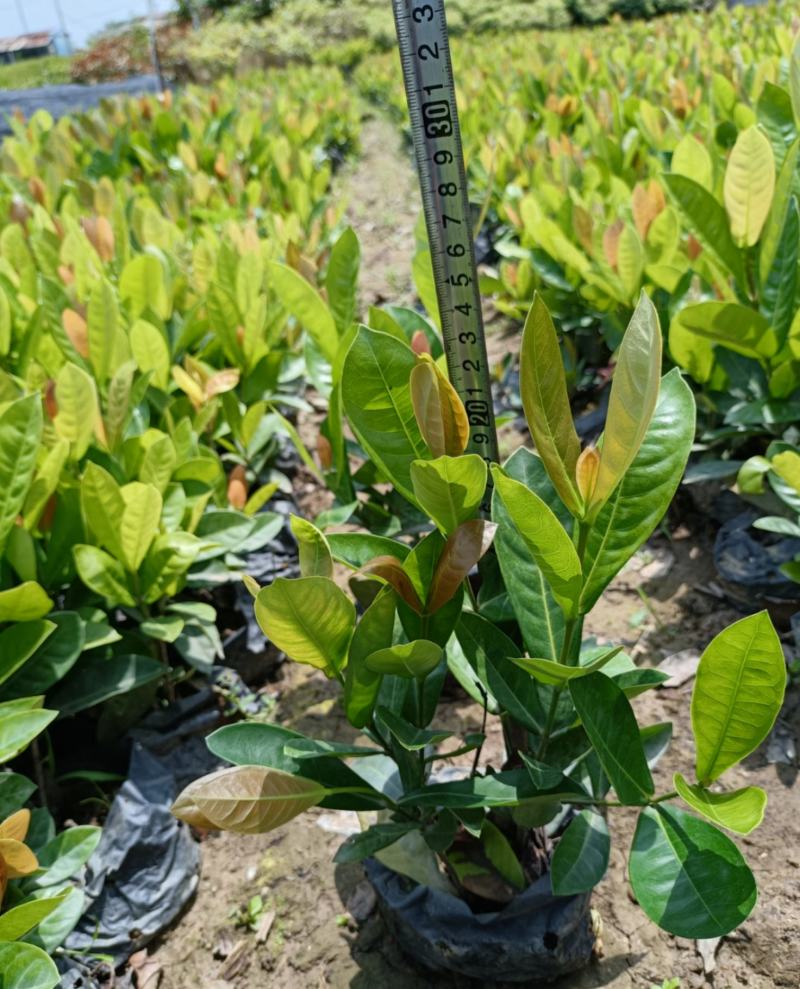 【品质保证】新加坡龙船花大小叶龙船花自己基地现货