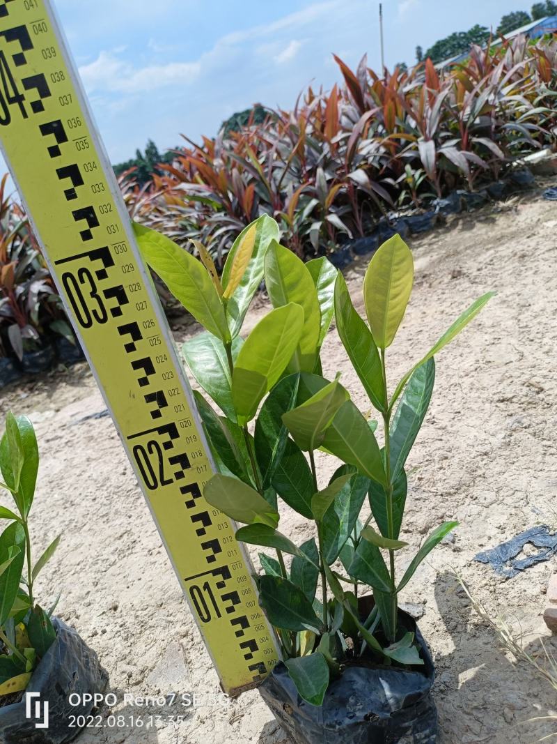 【品质保证】新加坡龙船花大小叶龙船花自己基地现货