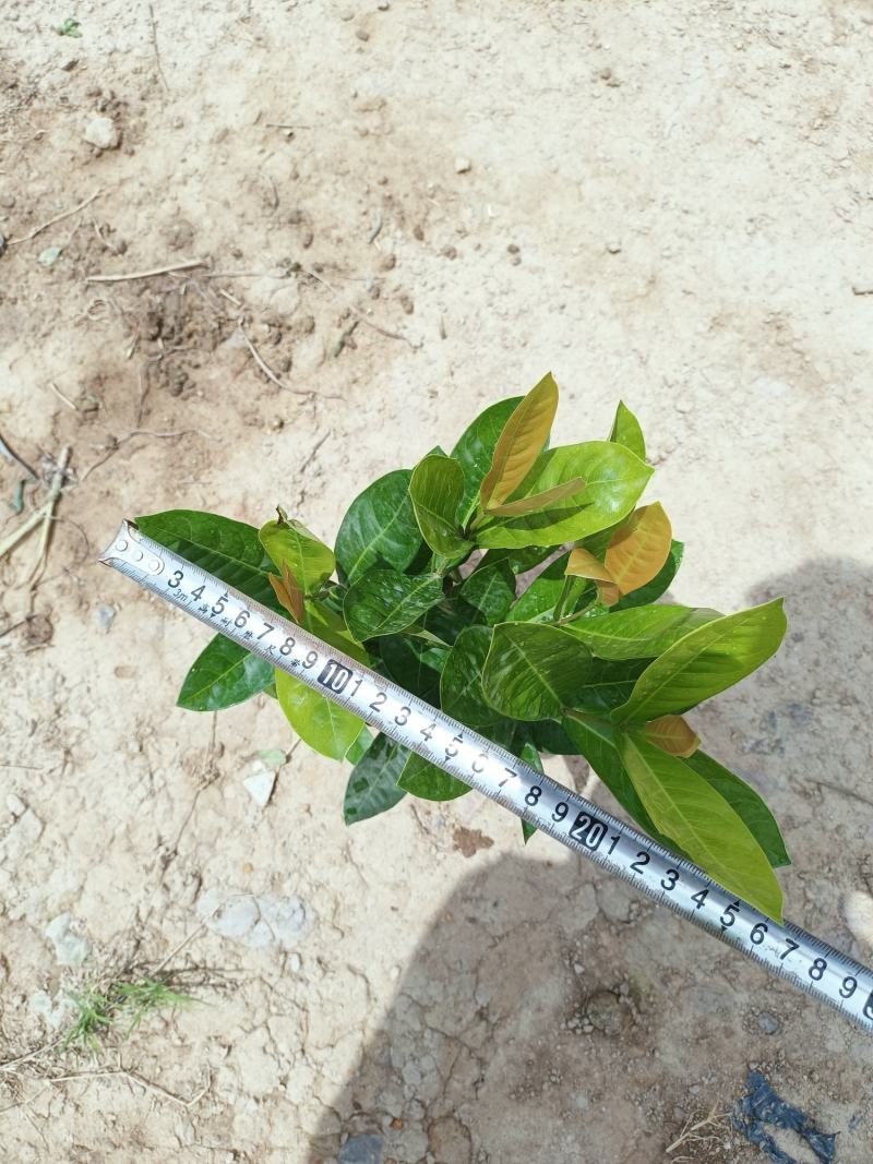 【品质保证】新加坡龙船花大小叶龙船花自己基地现货