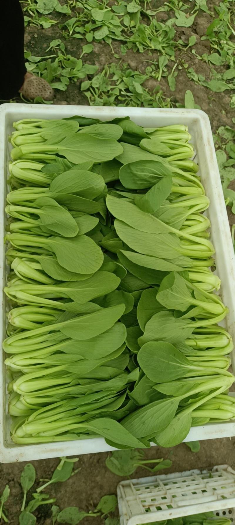小油菜上海青毛白菜快菜广东菜心黑叶白菠菜，