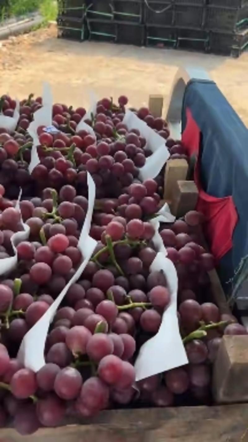 河北饶阳万亩巨峰葡萄上市销售，串大枝绿，嘎嘣脆甜！！！