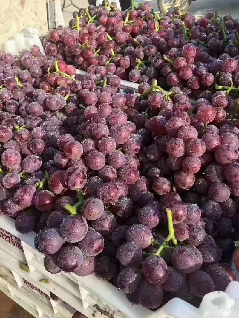 河北饶阳万亩巨峰葡萄上市销售，串大枝绿，嘎嘣脆甜！！！