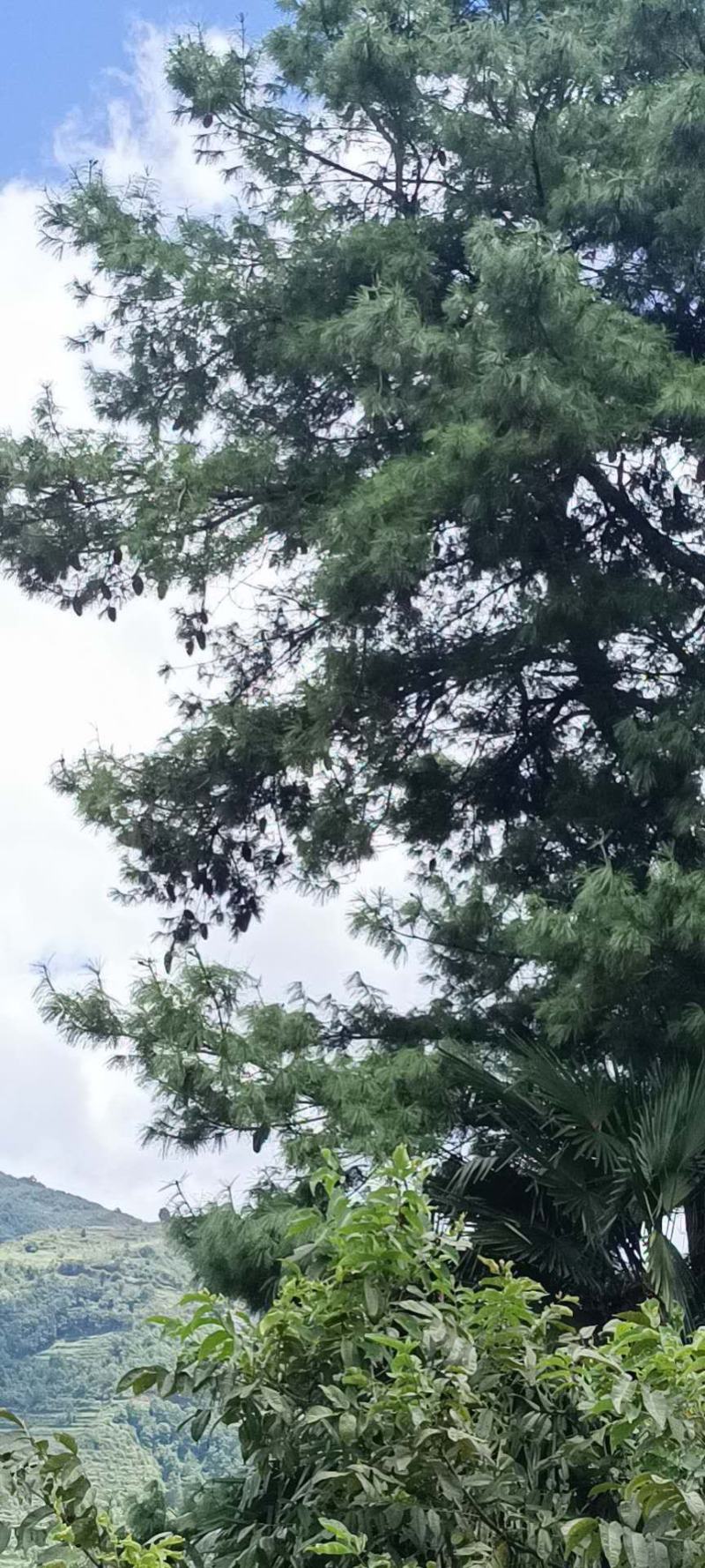 松子松塔