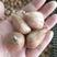 香雪兰种球浓香型小苍兰种子种球重瓣花卉进口香雪兰种球