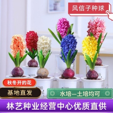 风信子种球大球四季水养易活室内水培植物盆栽百合花卉种子