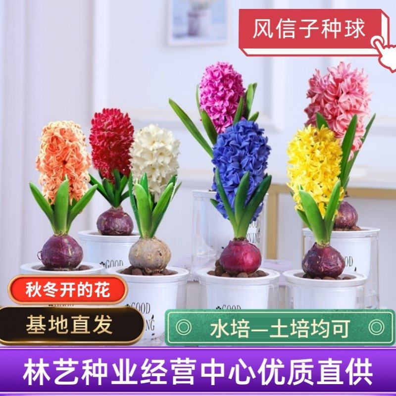 风信子种球大球四季水养易活室内水培植物盆栽百合花卉种子