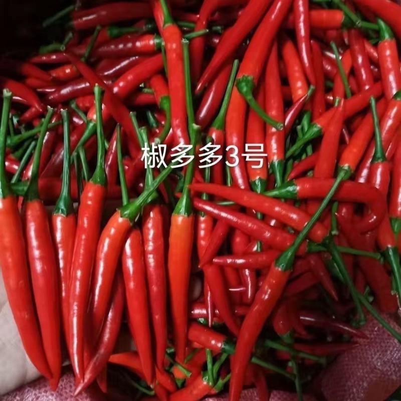 椒多多3号朝天椒种子，1000粒