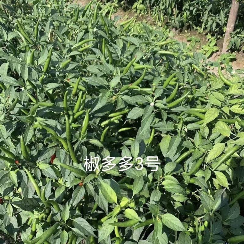 椒多多3号朝天椒种子，1000粒