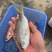 石青鱼+石青鱼+石青鱼+石青鱼+石青鱼+石青鱼+石青鱼+