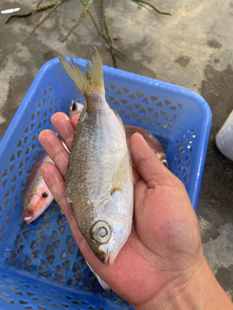 石青鱼+石青鱼+石青鱼+石青鱼+石青鱼+石青鱼+石青鱼+