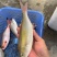石青鱼+石青鱼+石青鱼+石青鱼+石青鱼+石青鱼+石青鱼+