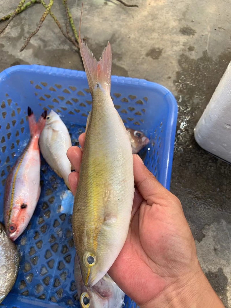 石青鱼+石青鱼+石青鱼+石青鱼+石青鱼+石青鱼+石青鱼+