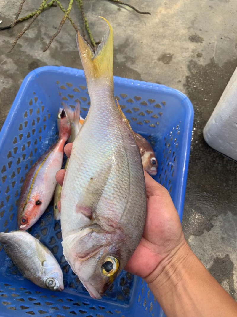 石青鱼+石青鱼+石青鱼+石青鱼+石青鱼+石青鱼+石青鱼+