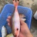 石青鱼+石青鱼+石青鱼+石青鱼+石青鱼+石青鱼+石青鱼+