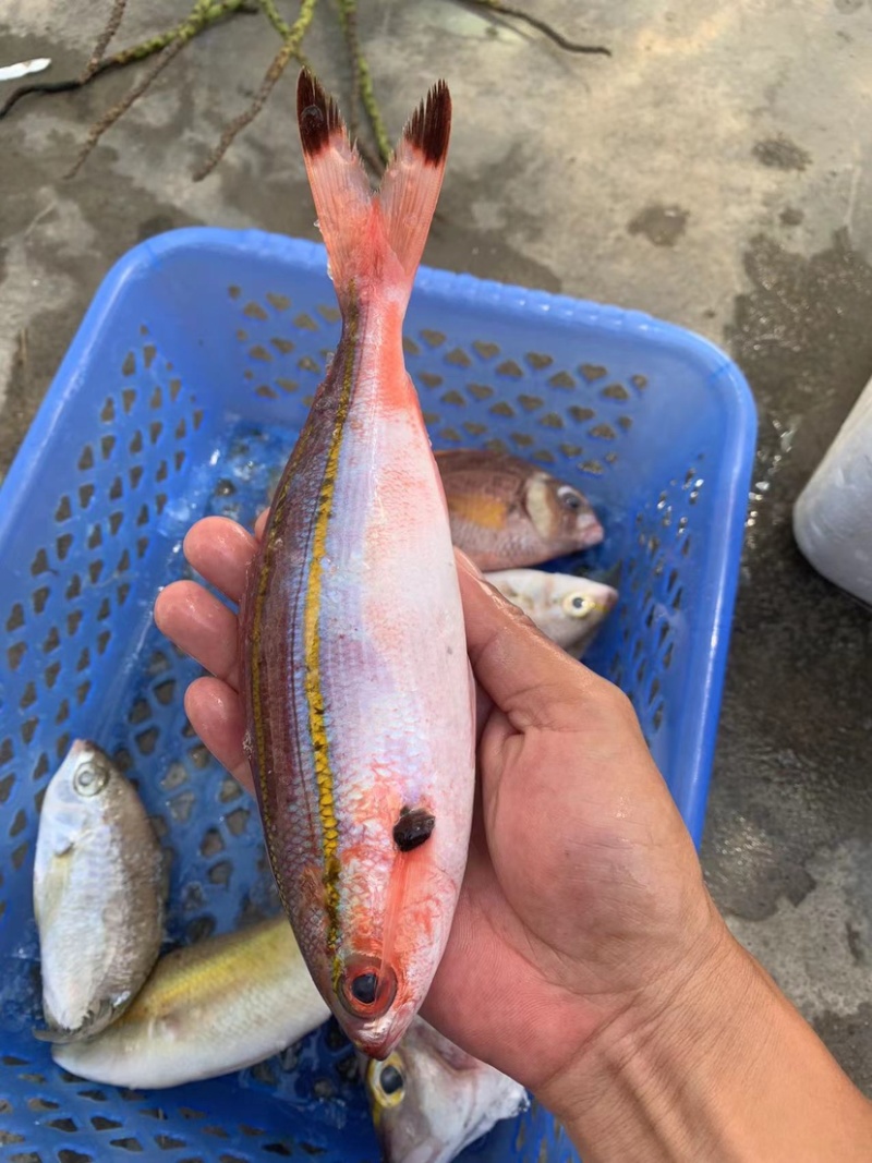 石青鱼+石青鱼+石青鱼+石青鱼+石青鱼+石青鱼+石青鱼+