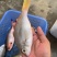 石青鱼+石青鱼+石青鱼+石青鱼+石青鱼+石青鱼+石青鱼+