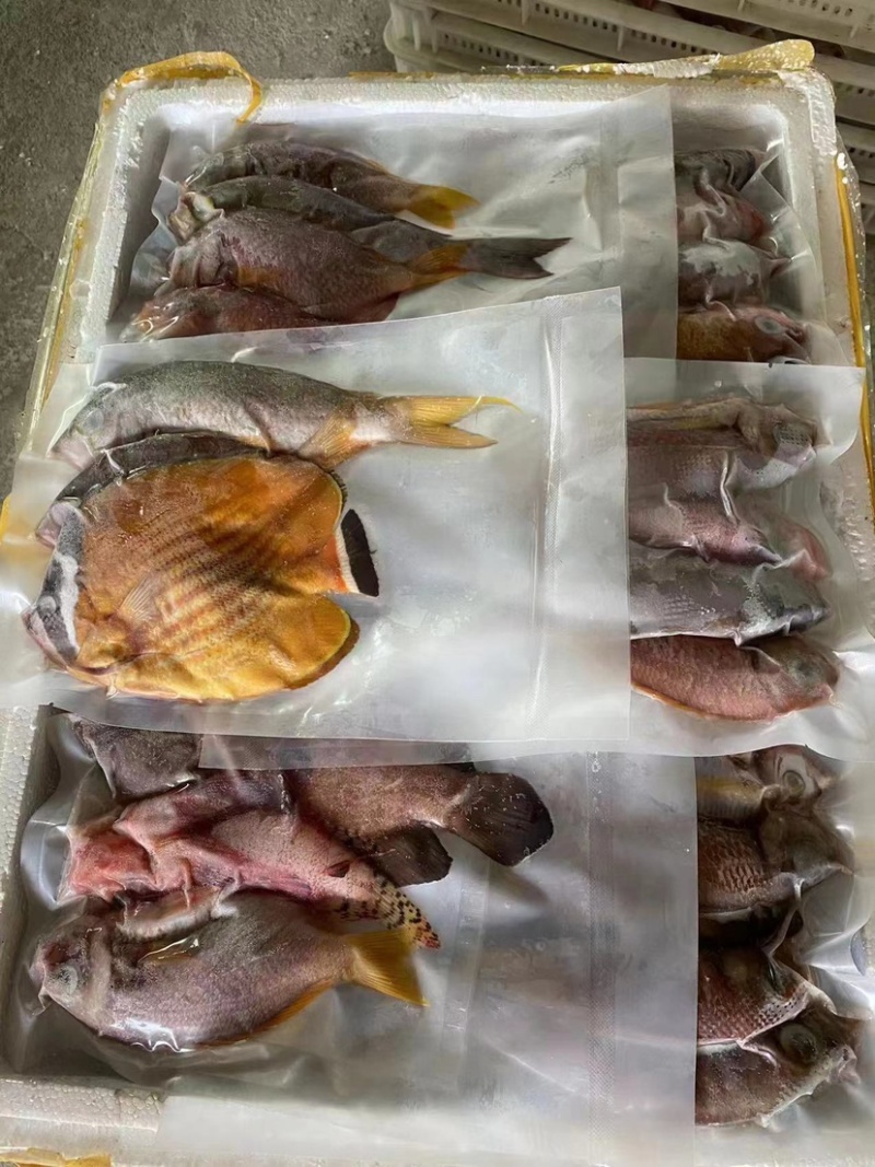 石青鱼+石青鱼+石青鱼+石青鱼+石青鱼+石青鱼+石青鱼+