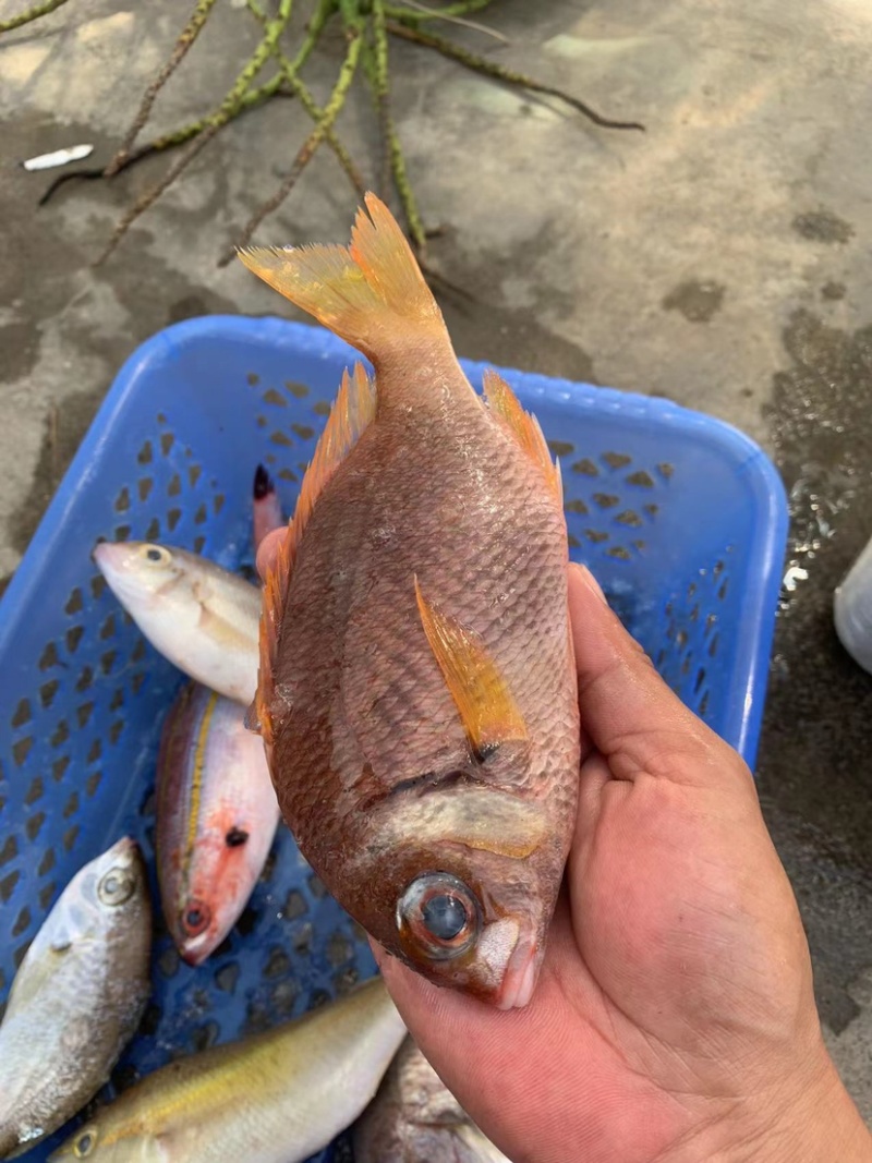 石青鱼+石青鱼+石青鱼+石青鱼+石青鱼+石青鱼+石青鱼+