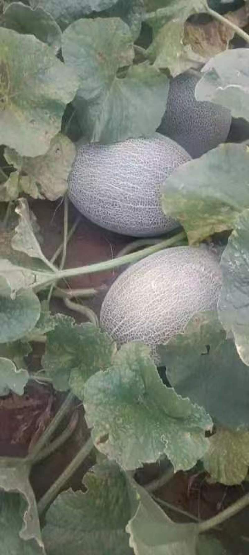 美都西瓜